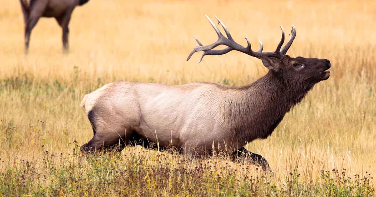 What is ELK Stack?
