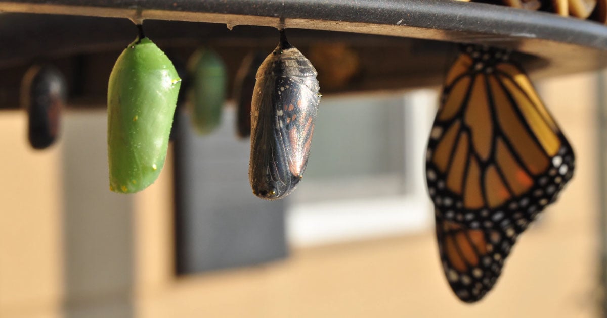 Accelerating Process Automation with Custom Ansible Modules