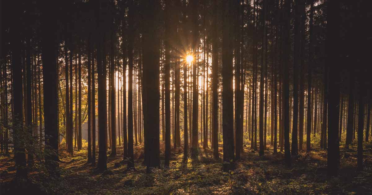 Log Management Considerations: What You Need to Know