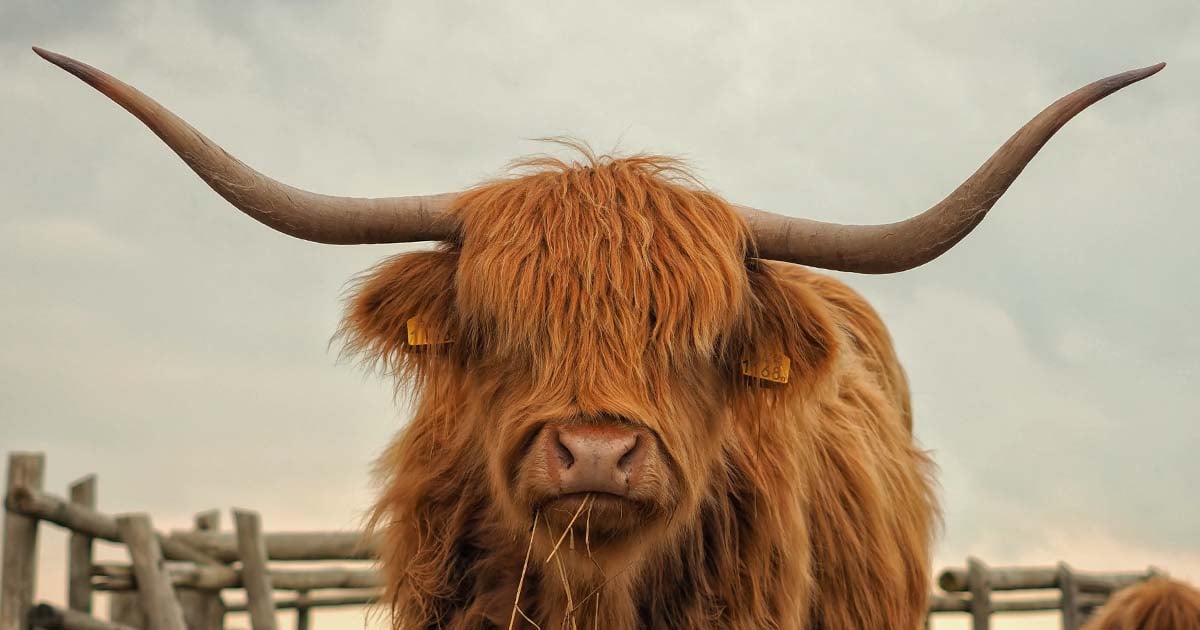 Technical Debt Challenge: Pets, Cattle and CI/CD Pipelines