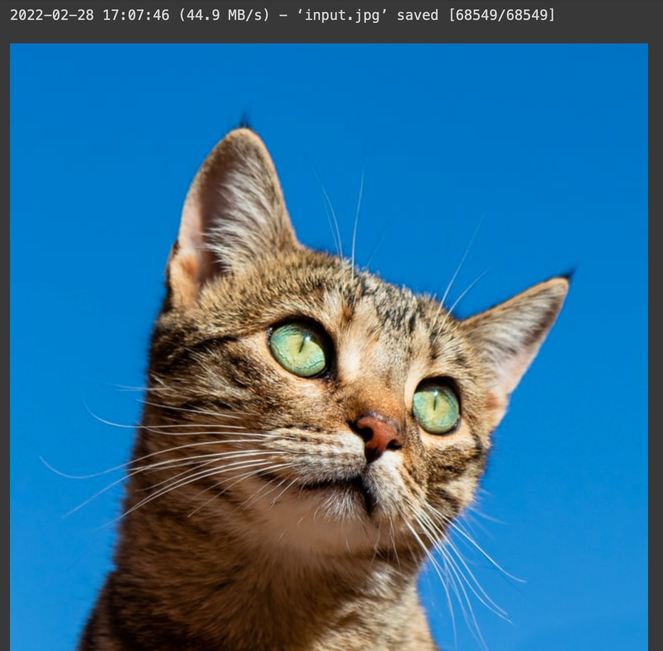 A cat with green eyesDescription automatically generated with medium confidence